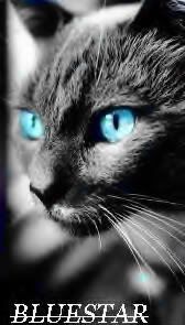 Bluestar Pictures, Images and Photos